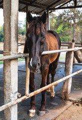 Brown breeding horse standing in stable 