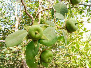 Mangrove apple fruits (Sonneratia alba). Mangrove apple on the tree. Mangrove Apple or Cork tree.