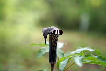 Arisaema triphyllum アリサエマ・トリフィルム アリサエマ トリフィルム