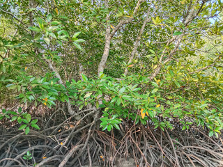 Mangrove trees (Rhizophora apiculata). Mangrove tree in mangrove forest at low tide. Tropical mangrove plants.