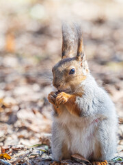 Squirrel in autumn or spring with nut on the green grass with fallen yellow leaves
