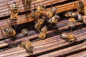 Honey bees at the entrance of an artificial hive. Natural honey production. Nature's healing source...