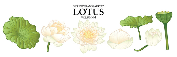Set of isolated flower illustration in hand drawn style. Lotus in pastel white color on transparent background. Floral elements for coloring book, packaging or fragrance design. Volume 4.