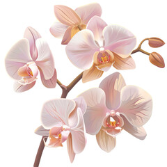 Light pink orchid flowers, with a dark pink center, on a black background.