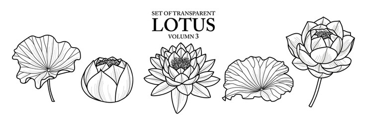 Set of isolated flower illustration in hand drawn style. Lotus in Black outline and white plane on transparent background. Floral elements for coloring book, packaging or fragrance design. Volume 3.