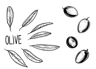 Fototapeta premium Hand drawn sketch black and white illustration of olive plant, branch, leaf. Vector illustration. Elements in graphic style label, sticker, menu, package. Engraved style illustration.