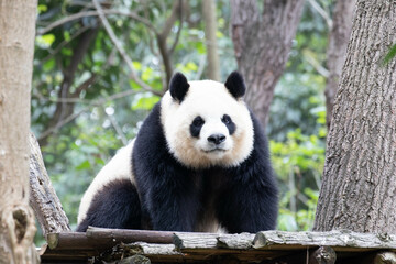 Sweet female Panda, Yuan Run, Chengdu Panda Base, China