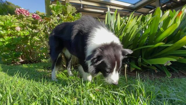 Dog eats grass. Male Border Collie eats green grass in backyard. Grass grazing canine nibbles plants for health.