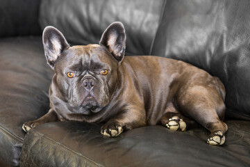 Attentive 3-Years-Old Blue-Lilac Frenchie Male on Leather Sofa Staring at the Camera.