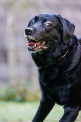 外を歩く黒ラブラドールレトリバーの犬
