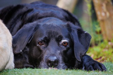 黒ラブラドールレトリバーの犬の顔