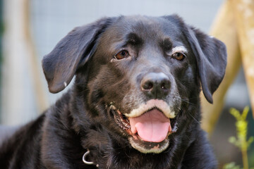 外でくつろぐ、黒ラブラドールレトリバーの犬の顔