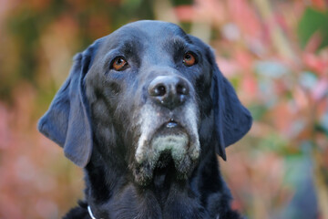 何かを見つめる黒ラブラドールレトリバーの犬の顔