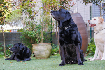 何かを見るラブラドールレトリバーの犬達
