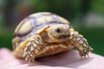 turtle closeup 