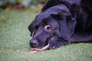 外でくつろぐ、黒ラブラドールレトリバーの犬の顔