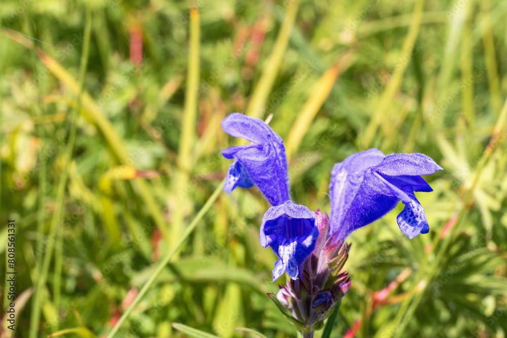 Wall mural Flowering Northern dragonhead on a sunny meadow in summer