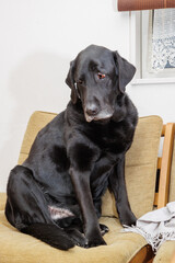 室内の椅子の上でくつろぐ、黒ラブラドールレトリバーの犬