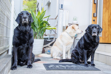 玄関まで見送る、黒ラブラドールレトリバーの犬達