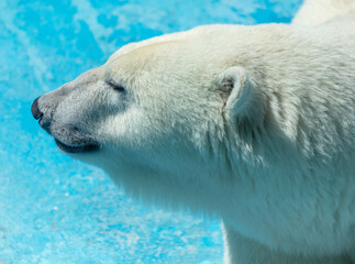 Portrait of a polar bear in the zoo
