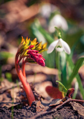 Young sprout of giant spear lily makes its way through the fallen leaves. First green plants in the spring forest. Sunny morning scene of woodland glade with Doryanthes palmeri and snowdrop flowers.