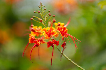 Red flowers on a tree. Nature in the tropics