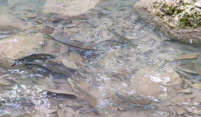 The fish swims in clear mountain water
