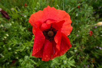 Poppy Papaver