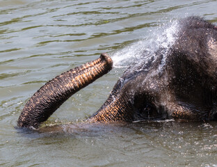An elephant bathes in the river. Close-up