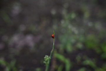 葉っぱを歩くてんとう虫