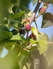 Small apple fruits on a tree in spring. Close-up