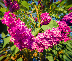 Blooming of pink Syringa flowers among fresh green leaves. Spring in botanical garden with Oleaceae family plants. Anamorphic macro photography.