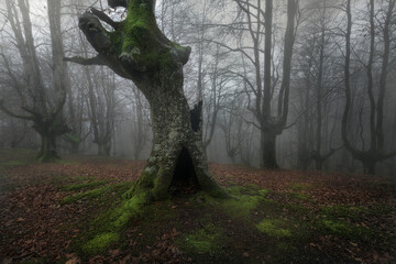 Fallen trees in the beech forest of the Urkiola natural park on a foggy morning with a mystical...