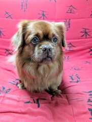 Portrait of cute little brown dog isolated on red background, pets and animals wallpaper