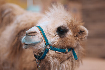 Obraz premium A Taste of Lanzhou - Wild Animals