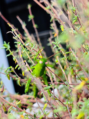 Angry green grasshopper on pink plant branches against white background