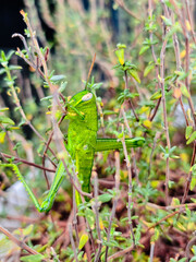 Green grasshopper on pink plant branches against white background