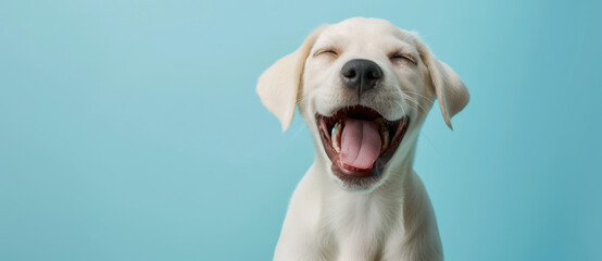 Happy dog smiling on light blue background