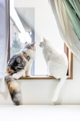 窓の外を観察する2匹の猫