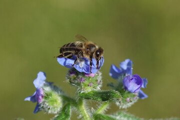 Western honey bee or European honey bee (Apis mellifera) on flowers of green alkanet (Pentaglottis sempervirens), family borage (Boraginaceae) in the garden. Spring, Netherlands, May