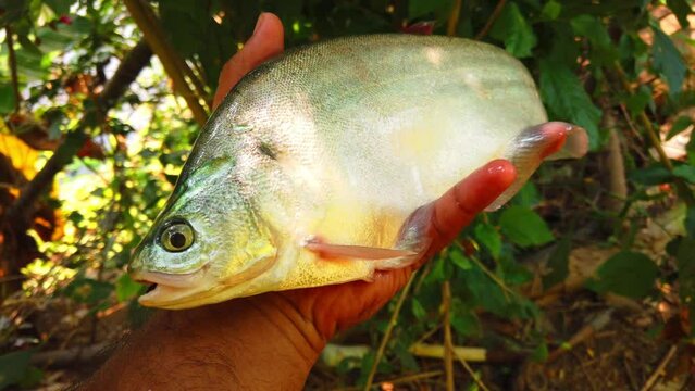 big bronze featherback fali fish in hand HD