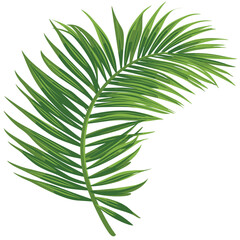 Clean clipart of a palm frond isolated on white with clear margins