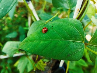 Ladybug sitting on a green leaf 