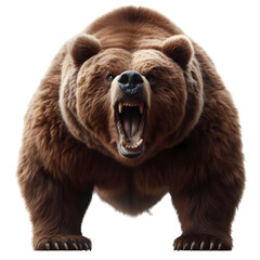 Obraz premium an angry brown grizzly bear, transparent background, png