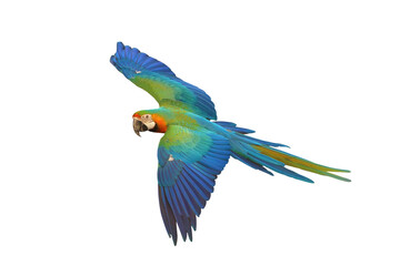 Colorful flying Catalina Macaw parrot isolated on transparent background png file