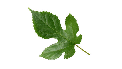 Mulberry leaves with Isolate Leaves on transparent background. Png file.