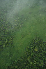 Cloudy ariel view of the jungle rain forest canopy in Toledo District, Southern Belize, Central...