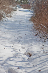Snow Covered Forest Path