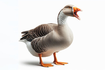 Obraz premium angry goose bird on a white background