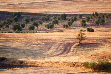 Road between stubble fields in Alhambra